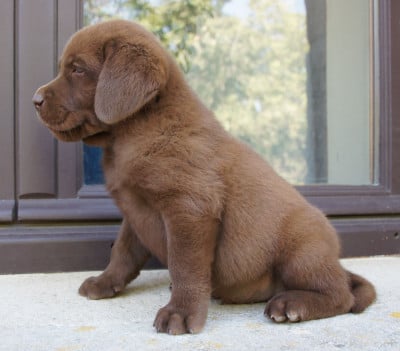 Les chiots de Labrador Retriever
