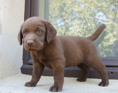 Les chiots de Labrador Retriever