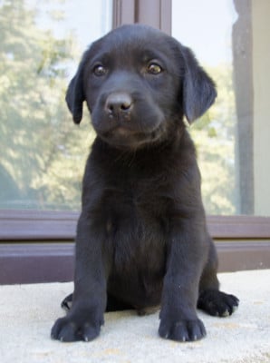 Les chiots de Labrador Retriever