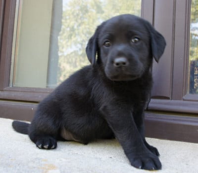 Les chiots de Labrador Retriever