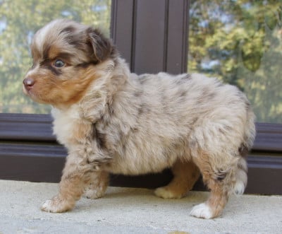 Les chiots de Berger Australien