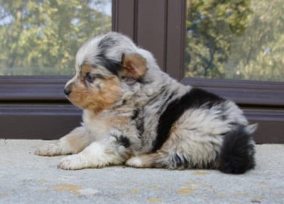 Les chiots de Berger Australien