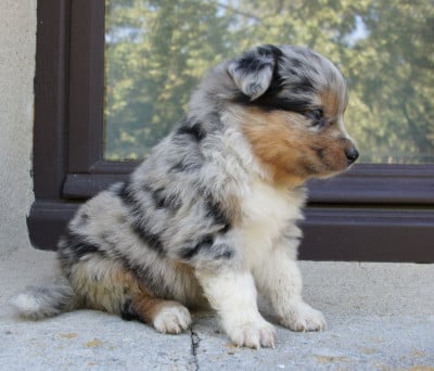 Les chiots de Berger Australien