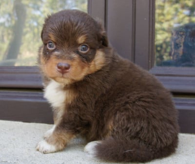 Les chiots de Berger Australien