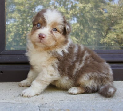Les chiots de Berger Australien