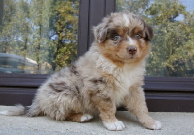 Les chiots de Berger Australien