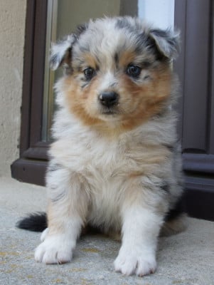 Les chiots de Berger Australien