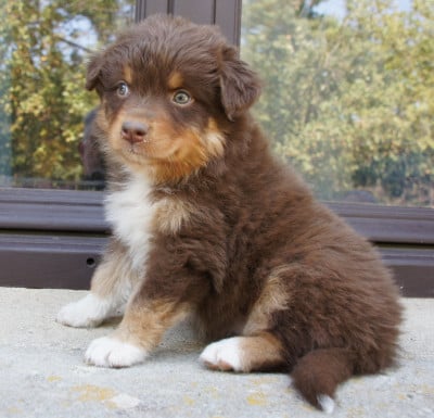 Les chiots de Berger Australien