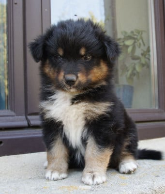 Les chiots de Berger Australien