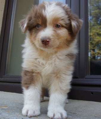 Les chiots de Berger Australien
