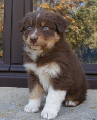 Les chiots de Berger Australien