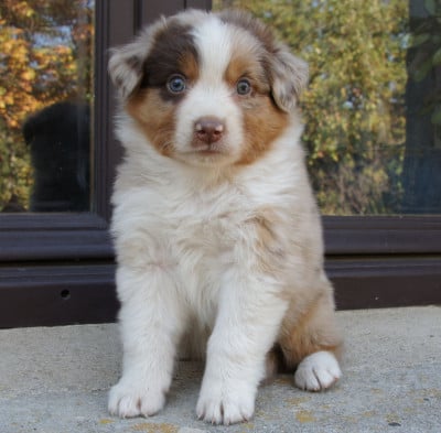 Les chiots de Berger Australien