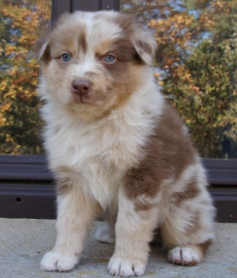 Les chiots de Berger Australien