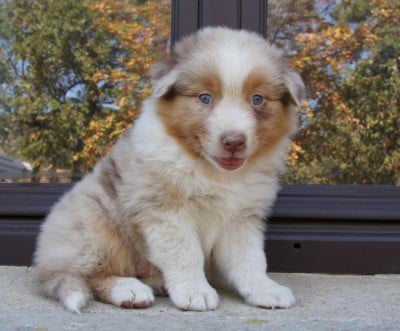 Les chiots de Berger Australien