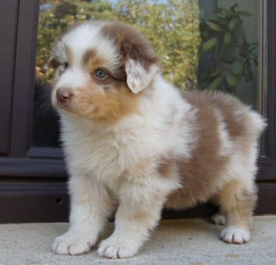 Les chiots de Berger Australien