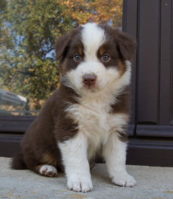 Les chiots de Berger Australien