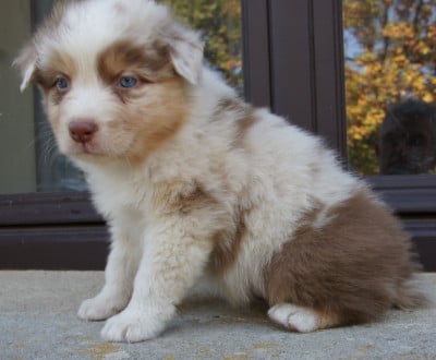 Les chiots de Berger Australien