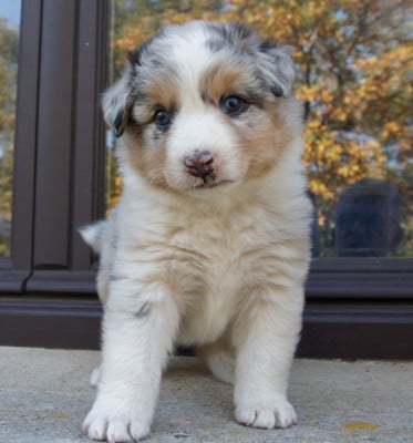 Les chiots de Berger Australien