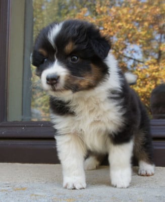 Les chiots de Berger Australien