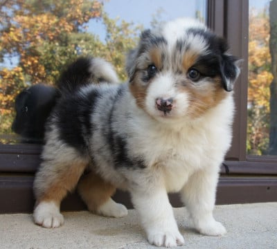 Les chiots de Berger Australien