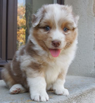 Les chiots de Berger Australien