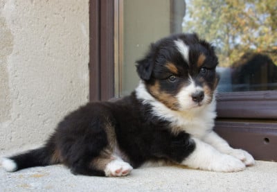 Les chiots de Berger Australien