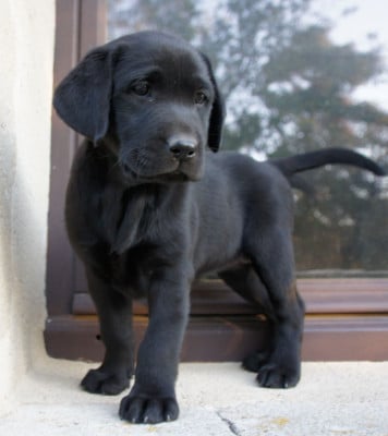 Les chiots de Labrador Retriever