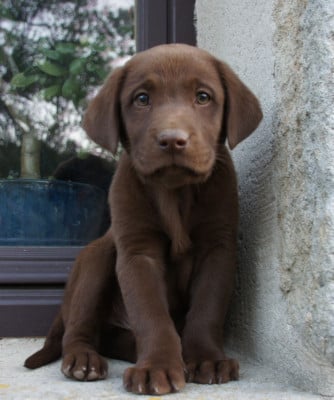 Les chiots de Labrador Retriever