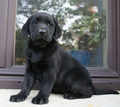Les chiots de Labrador Retriever