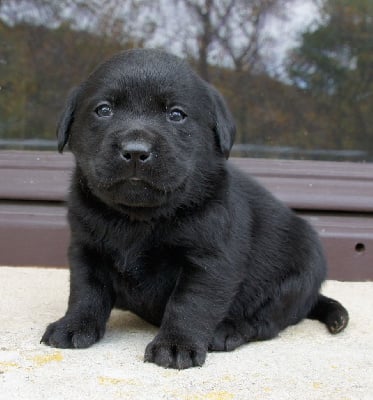Les chiots de Labrador Retriever