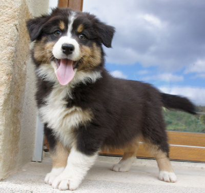 Les chiots de Berger Australien