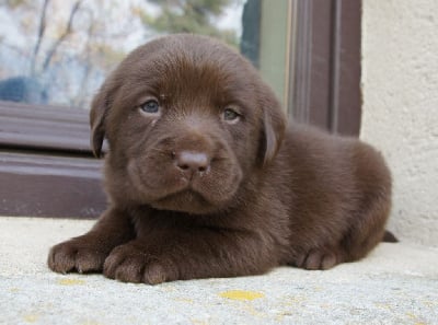 Les chiots de Labrador Retriever