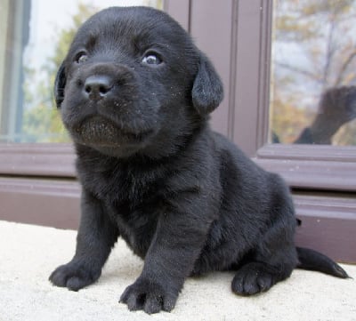 Les chiots de Labrador Retriever