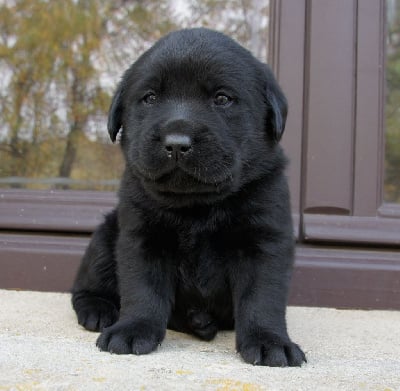 Les chiots de Labrador Retriever