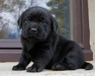 Les chiots de Labrador Retriever