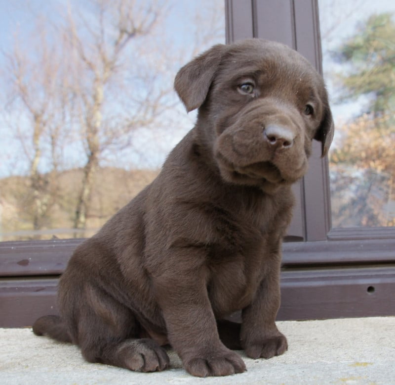 Labrador Retriever - Des Assards De Pierregourde