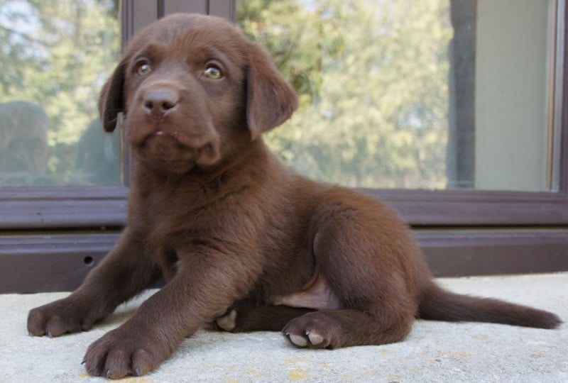 Labrador Retriever - Des Assards De Pierregourde