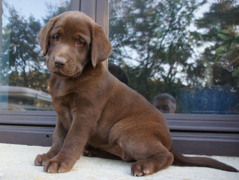 Labrador Retriever - Des Assards De Pierregourde