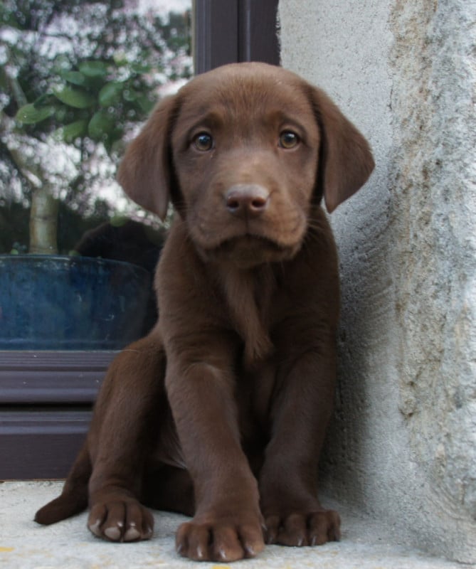 Labrador Retriever - Des Assards De Pierregourde