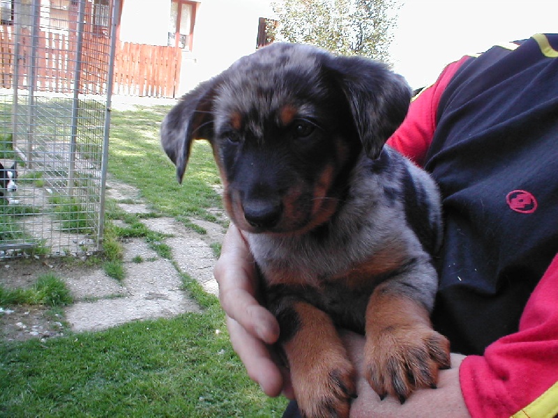 Publication : Des Bergers Du Ruhau Auteur : doume