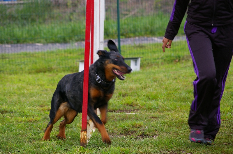 Publication : Des Bergers Du Ruhau Auteur : doume