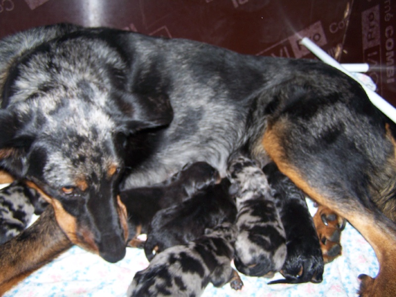 Publication : Des Bergers Du Ruhau Auteur : doume