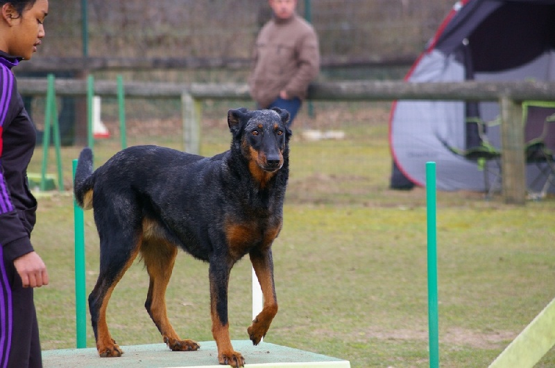 Publication : Des Bergers Du Ruhau Auteur : doume