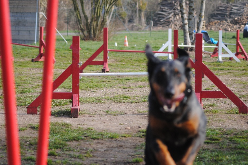 Publication : Des Bergers Du Ruhau Auteur : doume