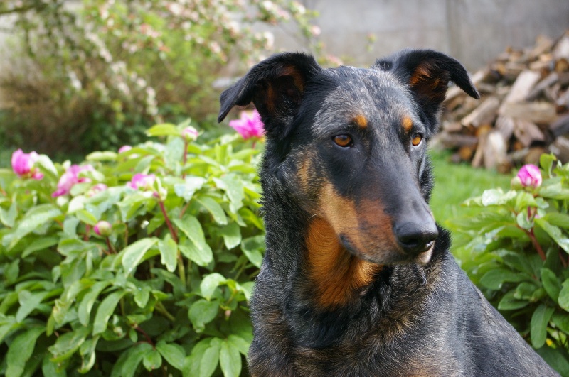 Publication : Des Bergers Du Ruhau Auteur : doume