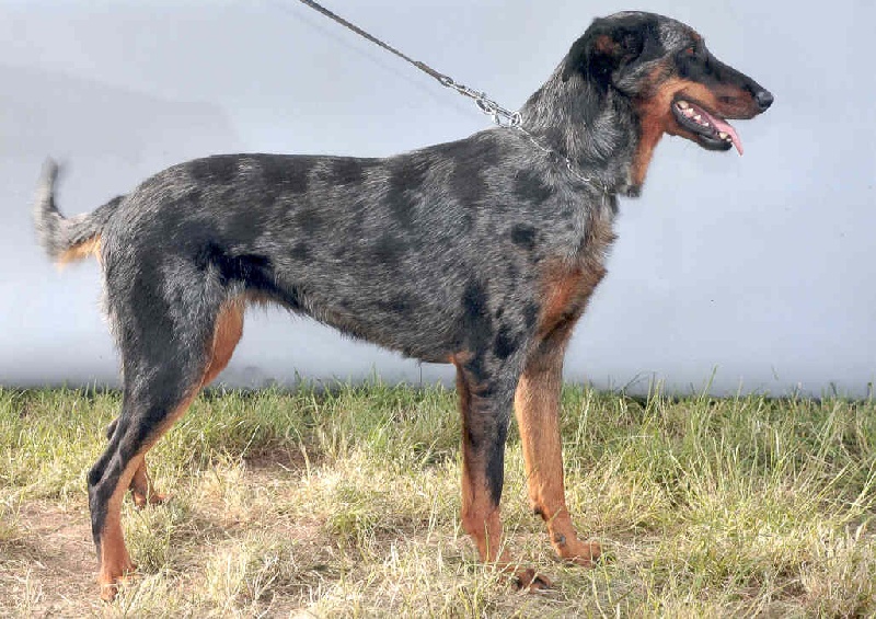 Publication : Des Bergers Du Ruhau Auteur : doume