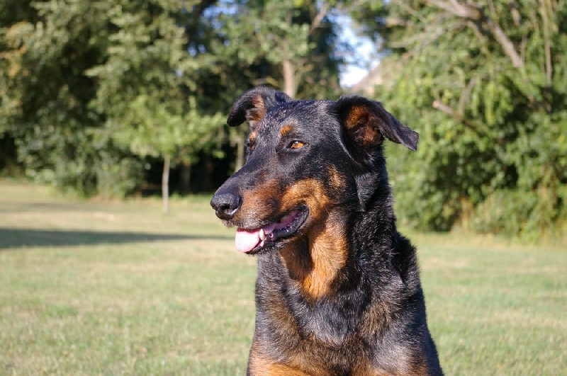 Balka argentée du temple de feu - cot3