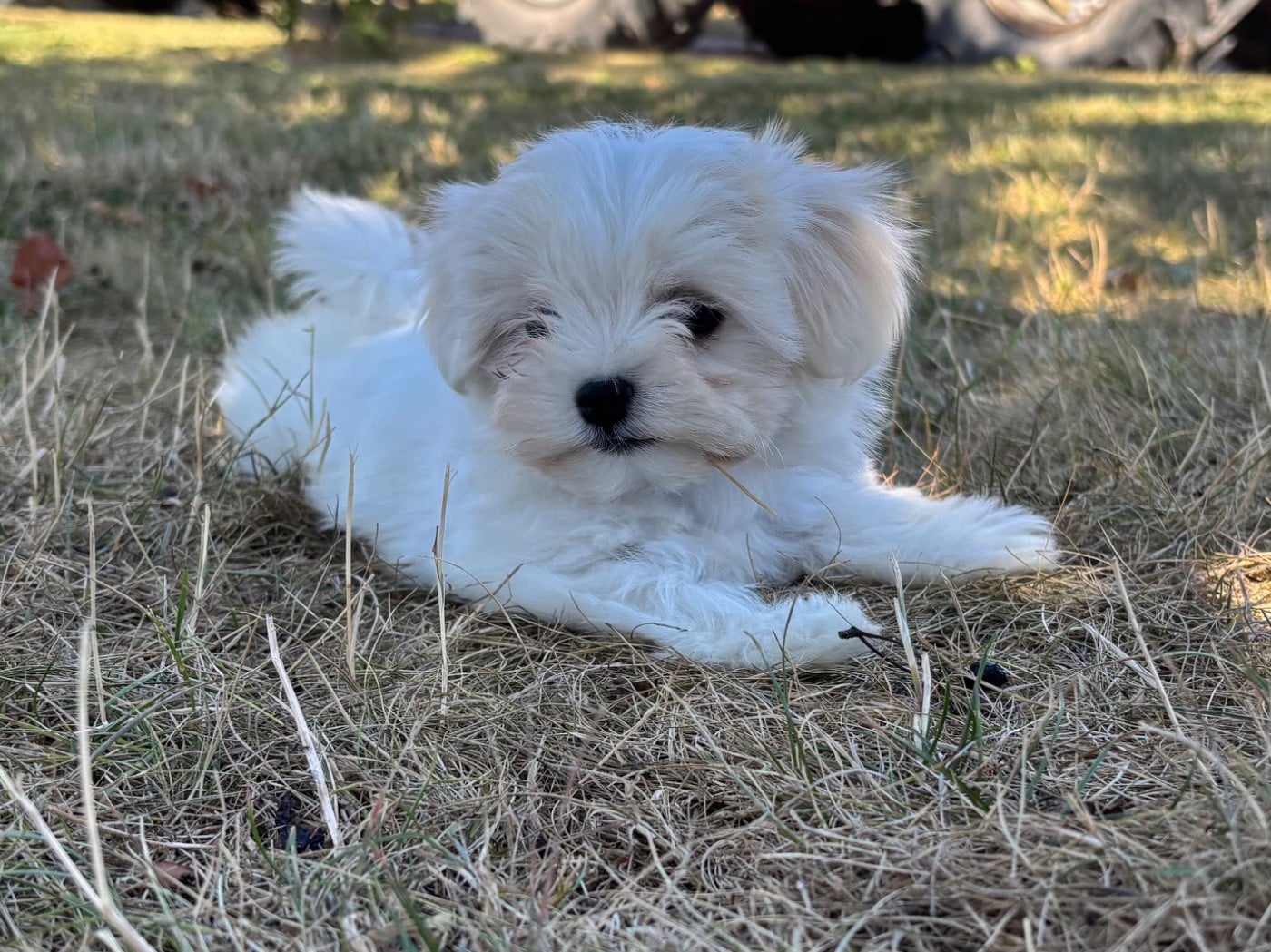 Bichon maltais - du Domaine De L'écaillon