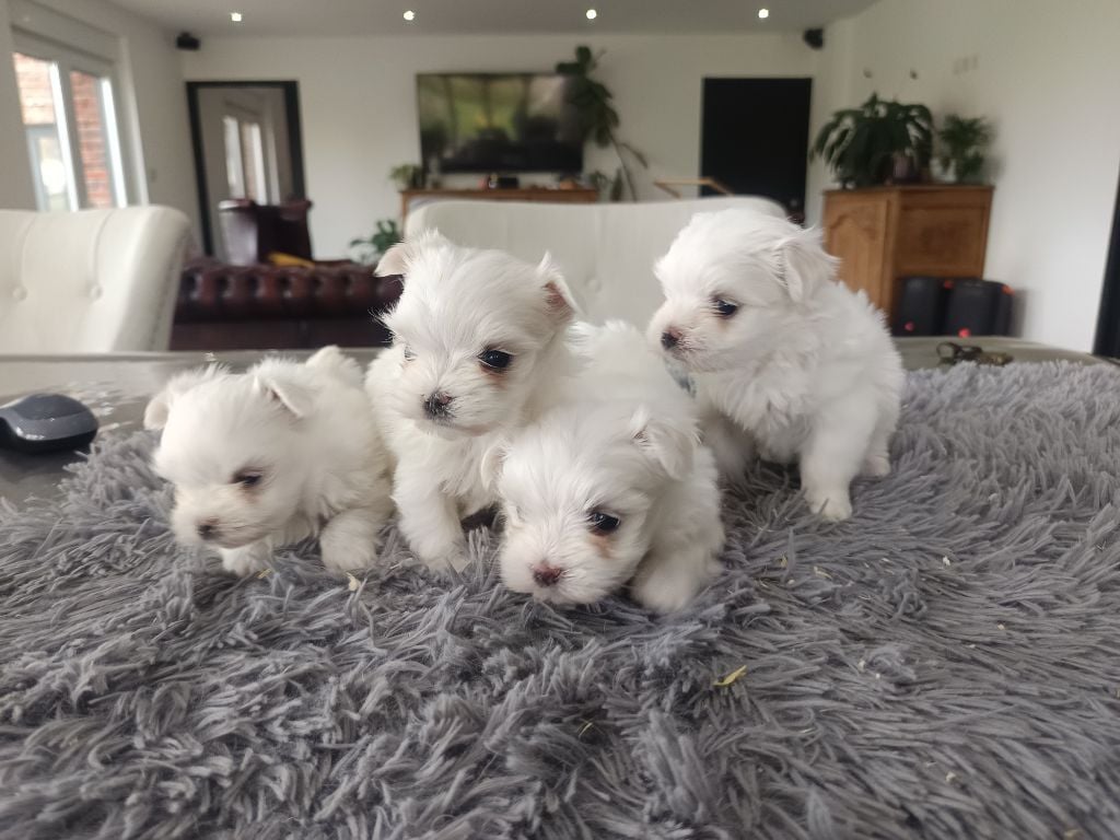 Bichon maltais - du Domaine De L'écaillon
