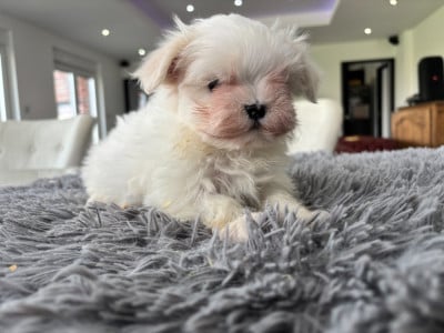 Les chiots de Bichon maltais